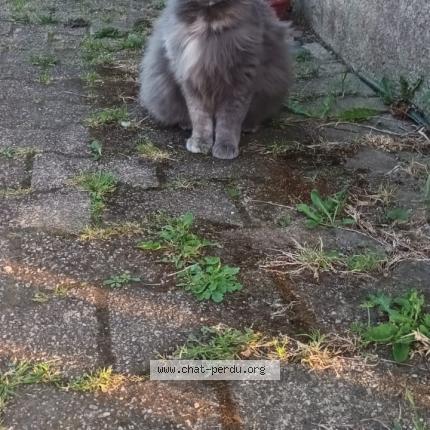 Photo 1/1 Yumi Chat lost in Briec