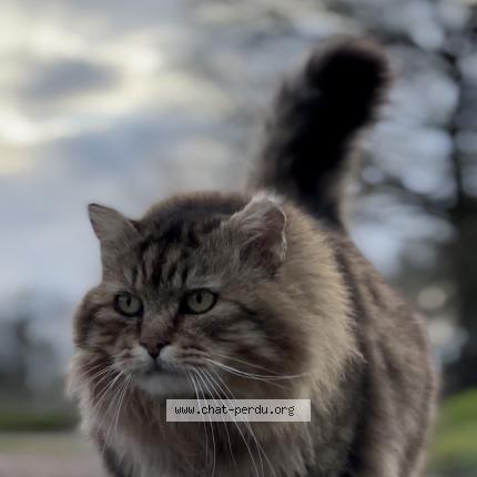 Photo 1/1 Merlin Chat lost in Baulon