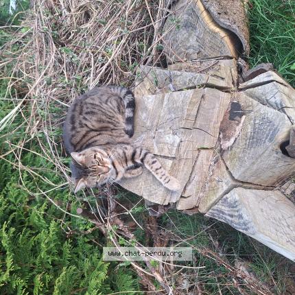 Photo 1/1 Tiger Chat lost in Les monts verts