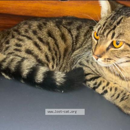 Photo 1/1 MAYURA Chat lost in Delhi