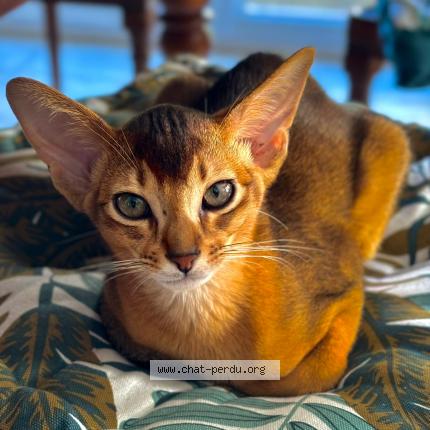 Photo 1/1 VIGGO Chat lost in Plancoet