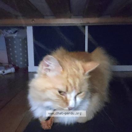 Photo 1/1 Roukie Chat lost in Thiers