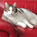 Picture of cat lost at Saint Nicolas De Port