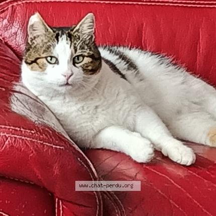 Photo 1/2 Popeye Chat lost in Saint nicolas de port