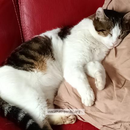 Photo 2/2 Popeye Chat lost in Saint nicolas de port