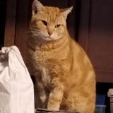 Picture of cat lost at Corbeil Essonnes