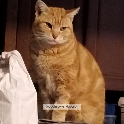 Photo 1/1 stephanie lescalier Chat lost in Corbeil essonnes