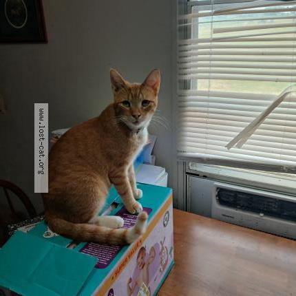 Photo 1/1 Sunny Chat lost in Mccrory