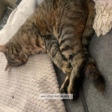 Photo 1/1 Saikura Chat lost in Chirens