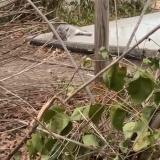 Picture of cat found at Lyon