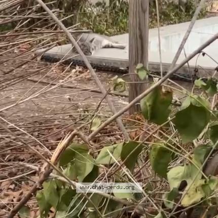 Photo 1/1 Found cat Found in Lyon