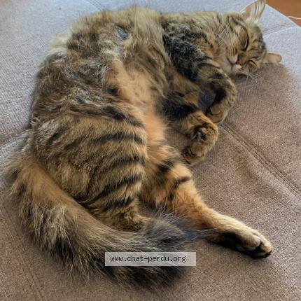 Photo 1/1 Petitchat Chat lost in Veyrier du lac