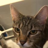 Picture of cat lost at Nantes