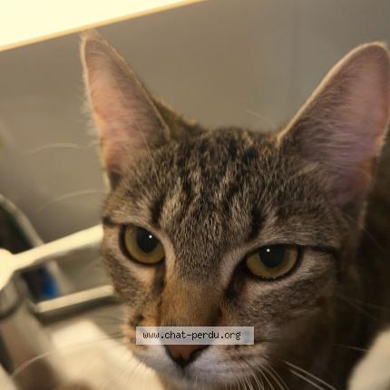 Photo 1/1 Baguera Chat lost in Nantes