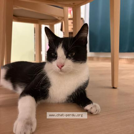 Photo 1/1 Cat reunited Found in Lille