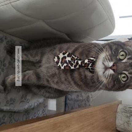 Photo 1/1 Ti gris Chat lost in Saint jerome