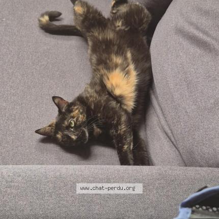 Photo 1/1 Choupette Chat lost in Roux