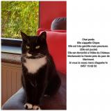 Picture of cat lost at Manage