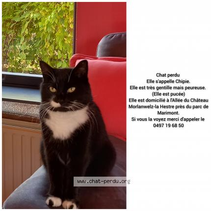 Photo 1/1 Chipie Chat lost in Manage