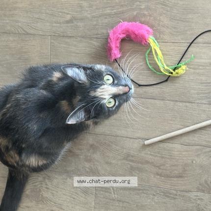 Photo 1/1 Isis Chat lost in Bobigny