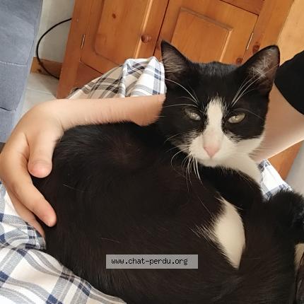 Photo 1/1 Freya Chat lost in Tarcenay foucherans