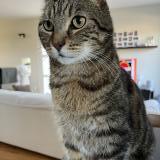 Picture of cat lost at Frasne Le Chateau