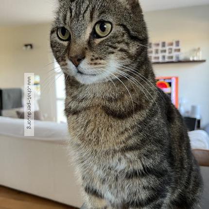 Photo 1/1 Moumousse Chat lost in Frasne le chateau