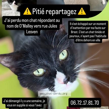 Photo 1/1 O’Malley Chat lost in Brest