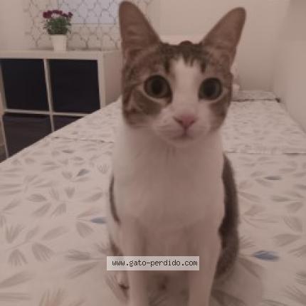 Photo 1/1 Leire Chat lost in Gava