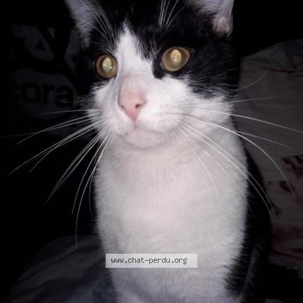 Photo 2/2 Sans nom Chat lost in Saint quentin le petit