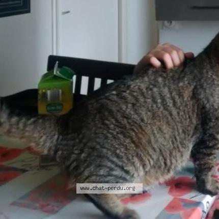 Photo 1/1 Homale Chat lost in Carvin