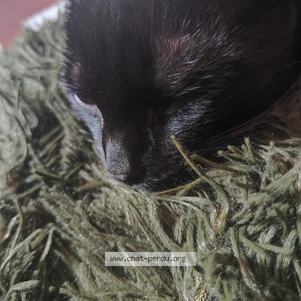 Photo 1/1 Rachitique Chat lost in Havre