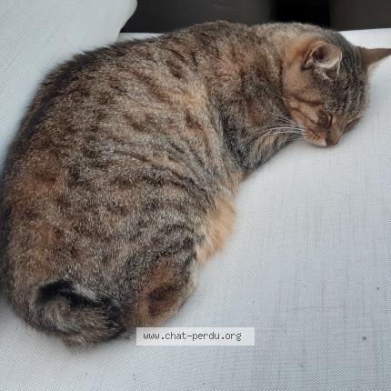 Photo 1/1 Noisette Chat lost in Quimper