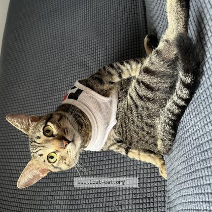 Photo 1/1 Righour Chat lost in Pili