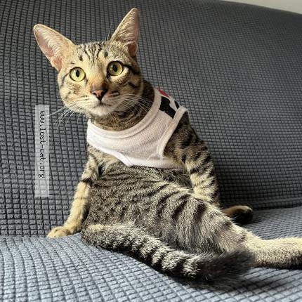 Photo 1/1 Righour Cat lost in Pili