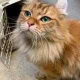 Picture of cat found at Marseille