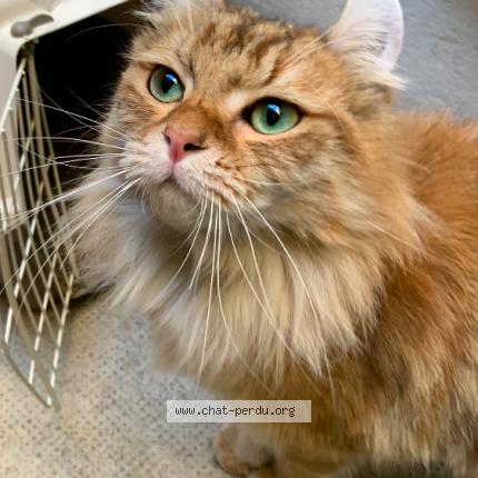 Photo 1/1 Cat reunited Found in Marseille