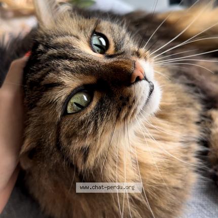 Photo 1/1 Bulle Chat lost in Marennes hiers brouages