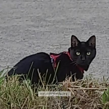 Photo 1/1 SYWEN Chat lost in Cierrey