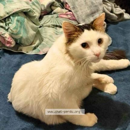 Photo 1/1 Cavalier Chat lost in Saint onesime