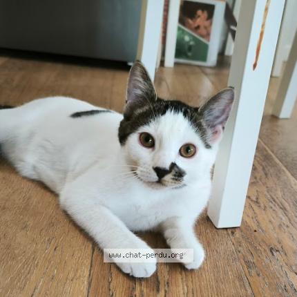 Photo 1/1 Zola Chat lost in Pompignac