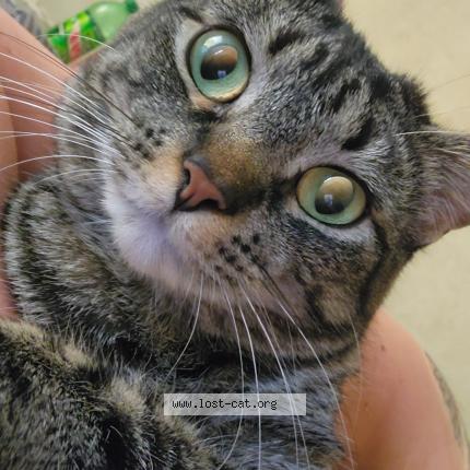 Photo 1/1 Ava Chat lost in Grandview