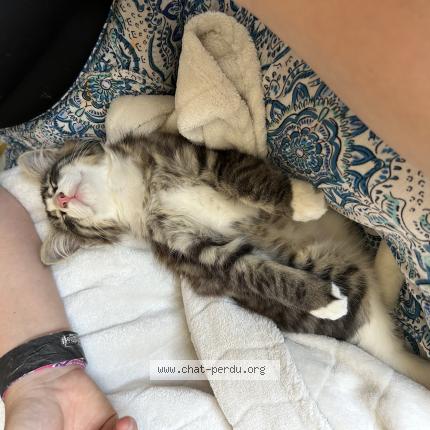 Photo 1/1 Stuart Chat lost in Chateau d olonne