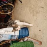 Picture of cat found at Saint Jacques De La Lande