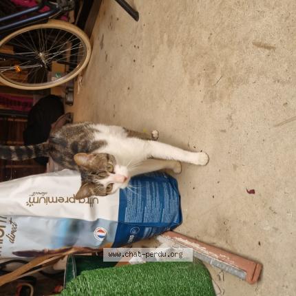 Photo 1/1 Found cat Found in Saint jacques de la lande