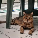 Picture of cat found at Champs Sur Marne