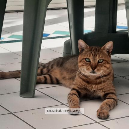 Photo 1/1 Found cat Found in Champs sur marne