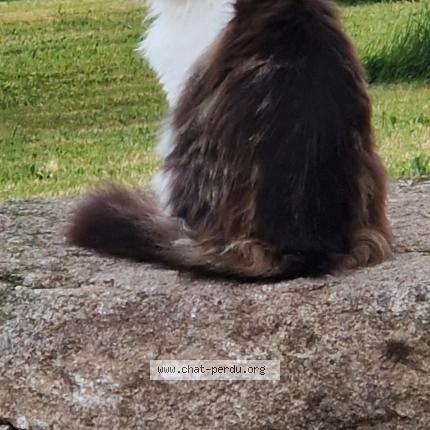 Photo 1/1 Sperenza Chat lost in Pionnat