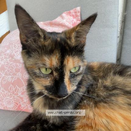 Photo 1/1 Ushuaia Chat lost in St gemme martaillac