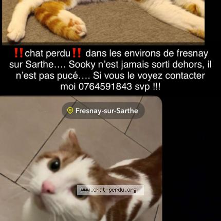 Photo 1/1 Sooky Chat lost in Fresnay sur sarthe